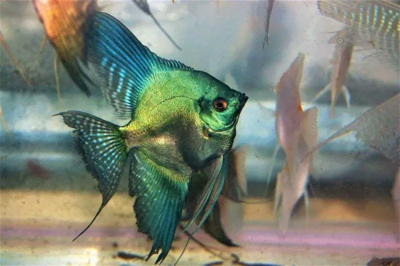 Angelfish for sale – Healthy, locally bred (Arkansas)