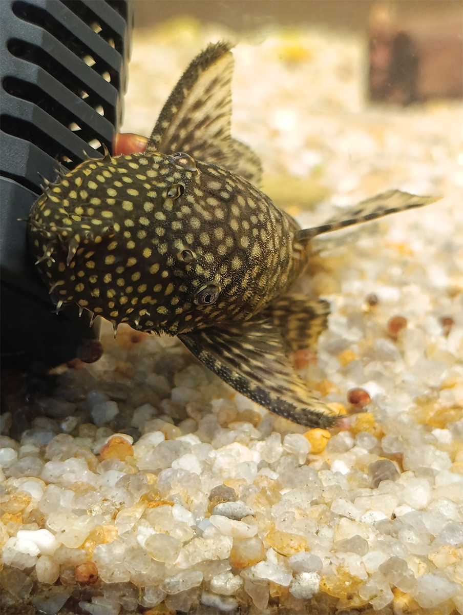 My Ancistrus catfish